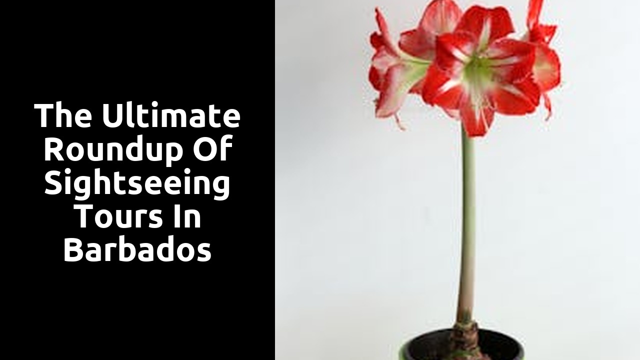 The Ultimate Roundup of Sightseeing Tours in Barbados