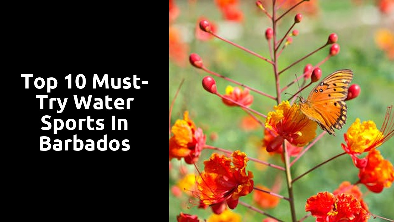 Top 10 Must-Try Water Sports in Barbados