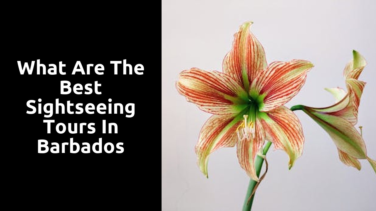 What Are the Best Sightseeing Tours in Barbados