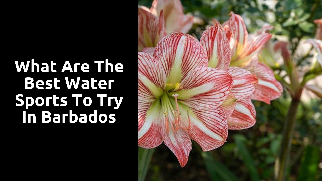 What Are the Best Water Sports to Try in Barbados