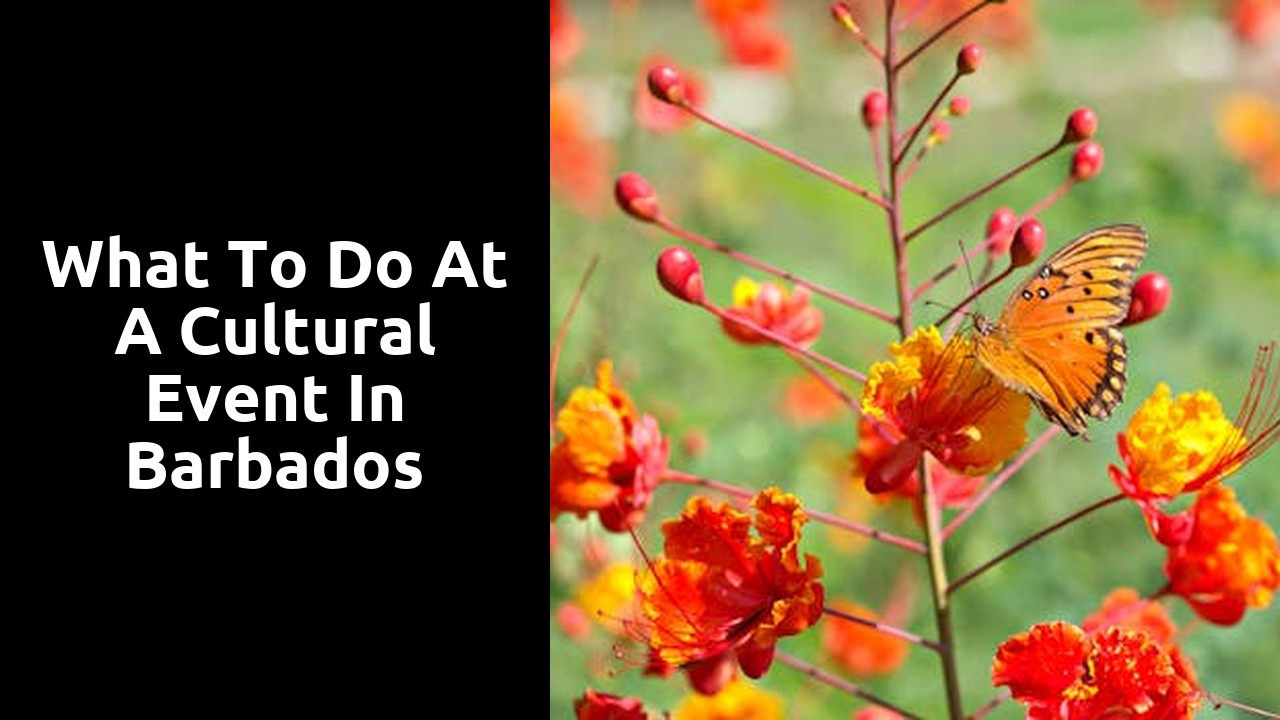 What to Do at a Cultural Event in Barbados